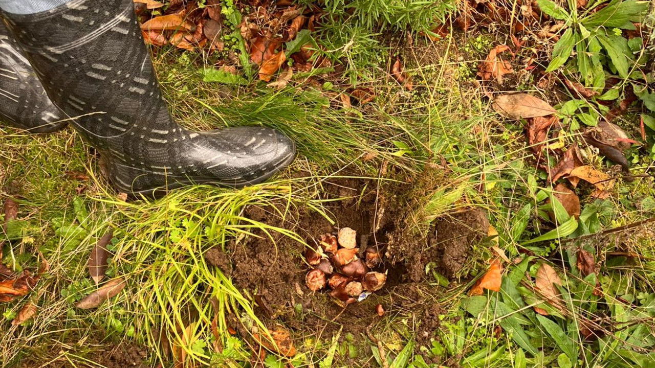 Zwiebelpflanzaktion der Grün AG
